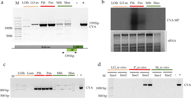 Figure 1. Validation of the presence of CVA in the samples. (a) RT-PCR (b) Northern blot of the pooled RNAs representing the sequenced libraries: LO-Ligeti óriás, P-Pannónia kajszi, M-Magyar kajszi, ih-isolator house, sn-stock nursery