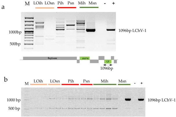 Figure 2. RT-PCR validation of the presence of LChV-1 in the (a) pooled individual RNAs representing the sequenced libraries and (b) RNAs from individual trees: LO-Ligeti óriás, P-Pannónia kajszi, M-Magyar kajszi, ih-isolator house, sn-stock nursery