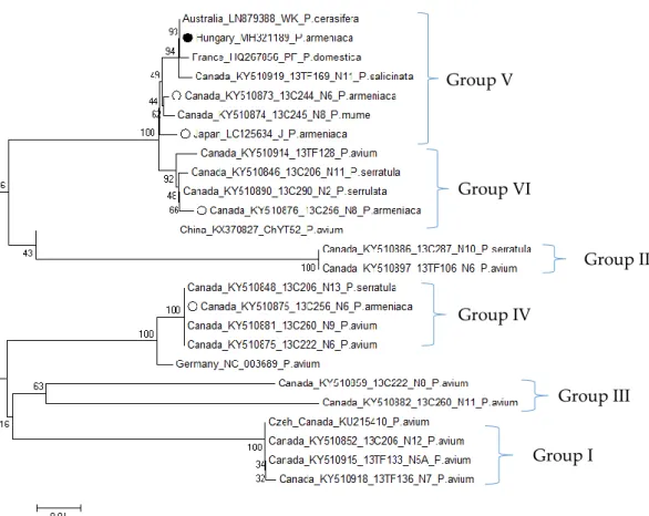 Figure 3. Phylogenetic analysis of movement protein coding sequences of CVA. • -Sequences from Hungarian apricot, O-Sequences from P