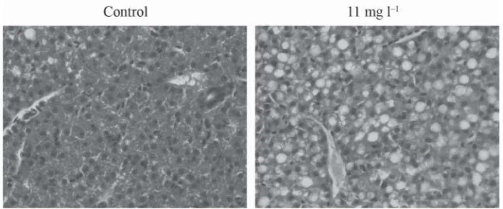 Fig. 2. Histological sections of control and treated fi  sh. Images showing liver of a control fi  sh with moderate fatty  change (left) and severe diffuse fatty change in the liver of a fi  sh treated for 21 days with EBA (right)