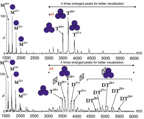 Fig. 3. Mass spectrometric analysis of the gel-filtrated Drosophila melanogaster dUTPase (upper panel) and dUTPase – Stl complex (lower panel)