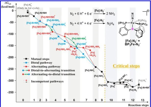 Figure 2. Comparison of the thermodynamics of the possible dinitrogen reduction pathways using BP 3 Fe − N 2 − as catalyst