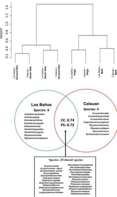 Figure 5. Cluster analysis of  Laguna myxomycete samples  using the Bray Curtis index