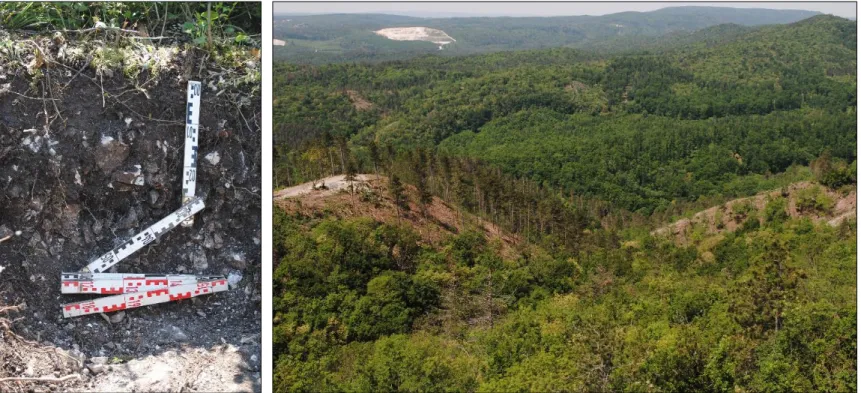 3. ábra: Köves-sziklás váztalaj és pusztuló fekete fenyő állomány a Keszthelyi-hegységben