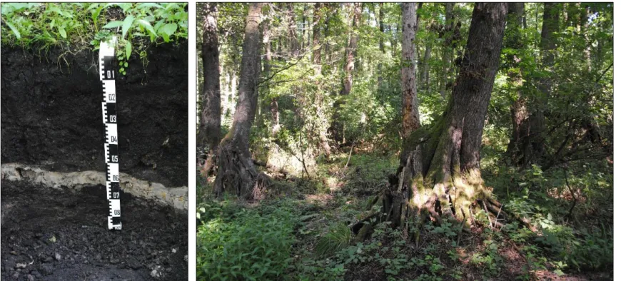 2. ábra: A hansági Csíkos-éger kotus láptalaja és a rajta található éger állomány  Figure 2: Alder stand on peat soil in Hansag, Csíkos-éger