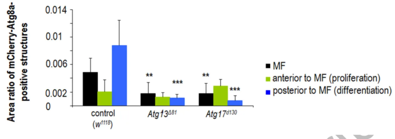 Figure S23. Relative amount of mCherry-Atg8a-positive autophagic structures in Atg13 and  Atg17 mutant eye disc samples