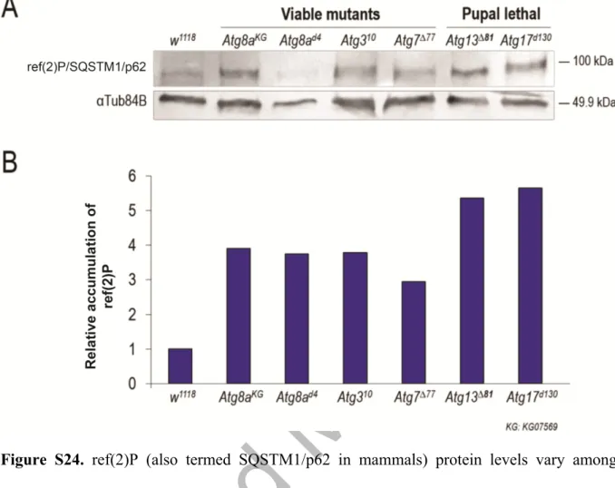 Figure S24. ref(2)P (also termed SQSTM1/p62 in mammals) protein levels vary among  different Atg mutant eye disc samples