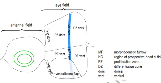 Figure S26. The eye field is divided into 9 parts (subfields) for analyzing the expression of  Atg8a-A reporters (see on Fig