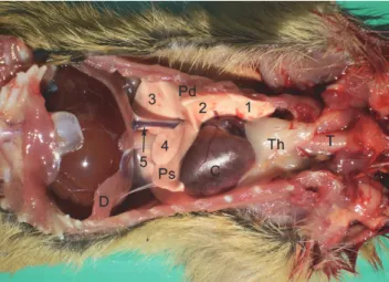 Fig. 1. Topographical position of the organs in the pectoral cavity of the ground squirrel   (Spermophilus citellus)
