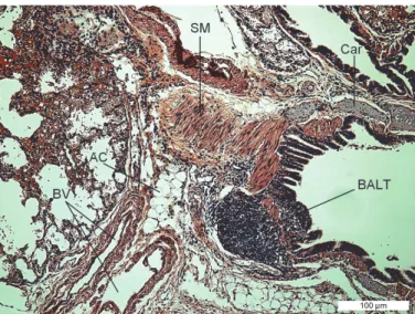 Fig. 5. Lungs of the ground squirrel (Spermophilus citellus). Bronchus-associated lymphoid tissue  (BALT), adipocyte (AC), hyaline cartilage (Car), smooth muscle (SM), blood vessel (BV)