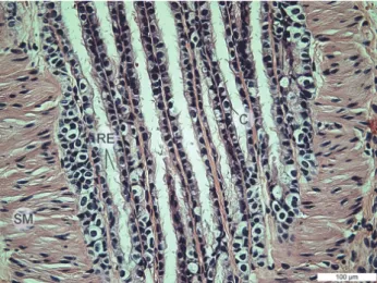 Fig. 6. Lungs of the ground squirrel (Spermophilus citellus). Respiratory epithelium (RE),   smooth muscle (SM), Clara cells (C)