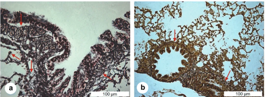 Fig. 7. Lungs of the ground squirrel (Spermophilus citellus). Fibres of connective tissue in bron- bron-chioles and terminal bronbron-chioles ↓ (a), Gomori ×40, bar = 100 μm and ↓ (b), Gordon-Sweet ×20, 