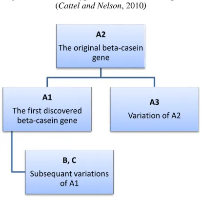 Figure 1: Different types of beta-casein milk protein  (Cattel and Nelson, 2010) 