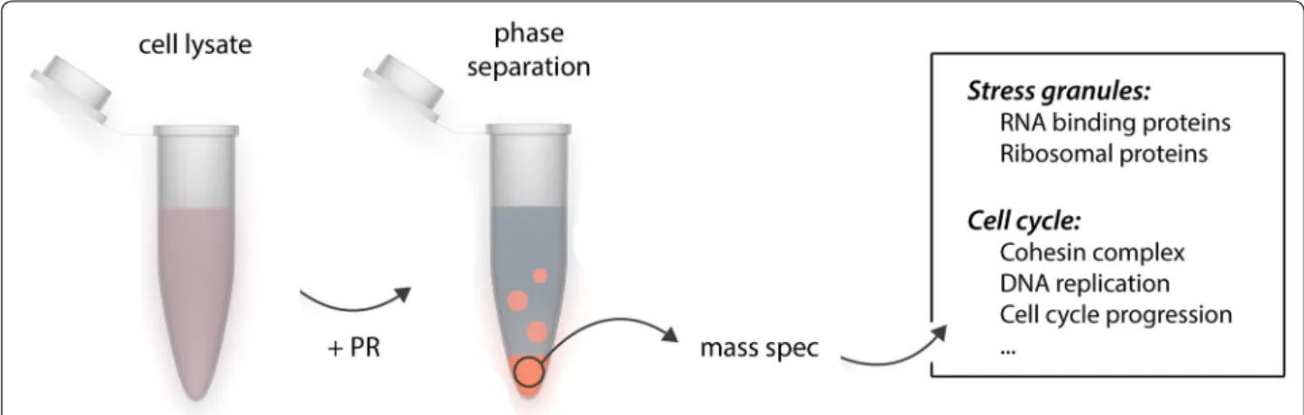 Fig. 1  Identification of the phase separating proteome. Cleared cell lysate was incubated with poly-PR peptide to induce phase separation of cel- cel-lular proteins