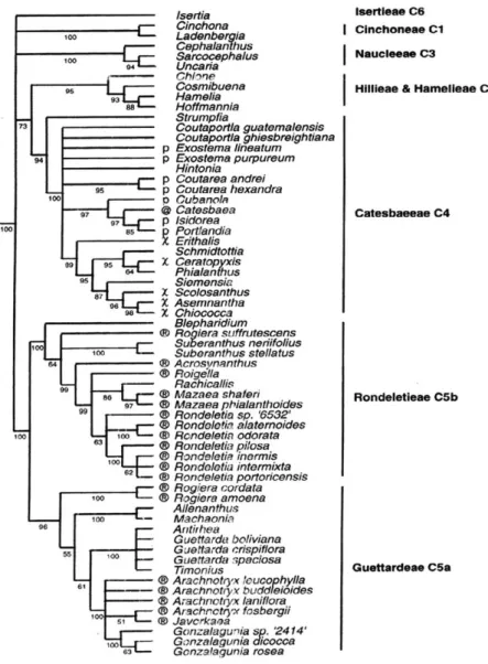 Fig. 1. Cladograma taxonómico molecular de las tribús Guettardeae y Rondeletieae según  los estudios de Rova en 1999