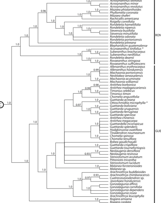 Fig. 2. Cladograma taxonómico molecular de las tribús Guettardeae y Rondeletieae según  los estudios de Manns y Bremer en 2010