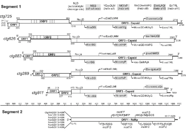 Fig. 1. Schematic genome maps of segment 1 (N  = 5) and segment 2 (N = 7) of picobirnaviruses  (PBVs) identiﬁed in this  study