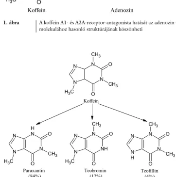 2. ábra A koffein és három fő metabolitja: a paraxantin, a teobromin és  a teofillin (Nieber és mtsai után [2])