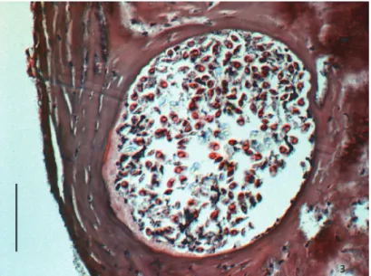 Fig. 3. A plasmodium of Myxobolus fundamentalis in the dense connective tissue of the cornea