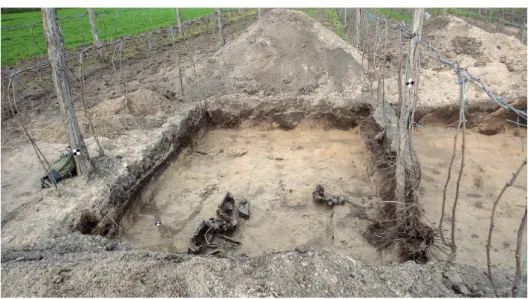 5. ábra. Kiskunmajsa lelőhelyről, nem szokványos temetkezésből előkerült csontvázmaradványok  (fotó: Rosta Sz., ásatásvezető: Rosta Sz.)