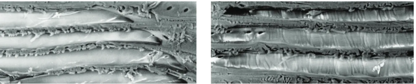 Figure 2.   SEM images on radial sections of oak: before (left) and after (right)  the longitudinal compression and relaxation treatment (magnification 1000x) 