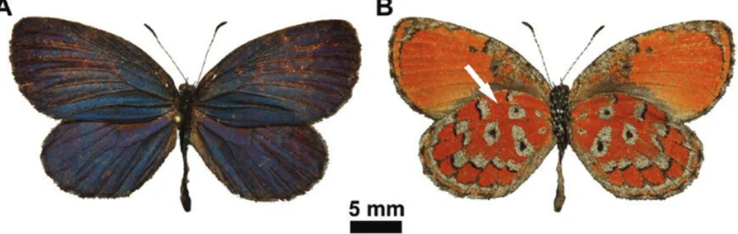 Fig. 1.  Mimeresia neavei imago: male in dorsal view (A) and ditto, in ventral view (B); the overlapping wings hides the area (indicated by arrow) where the highly  ordered scales are found (Fig. 2C).