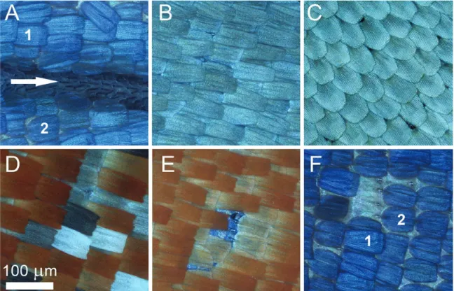 Fig. 2.  Optical microscopic images of Mimeresia neavei scales: male forewing dorsal surface showing basal region of the cubital vein area with androconia on  the vein (indicated by white arrow) and the layers of blue-colored cover scales (1) and ground sc