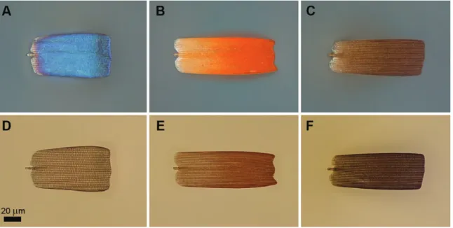 Fig. 3.  Optical microscopic images of blue-, orange-, and brown-colored male wing scales of Mimeresia neavei in reflected (A, B, C) and in transmitted light  (D, E, F).