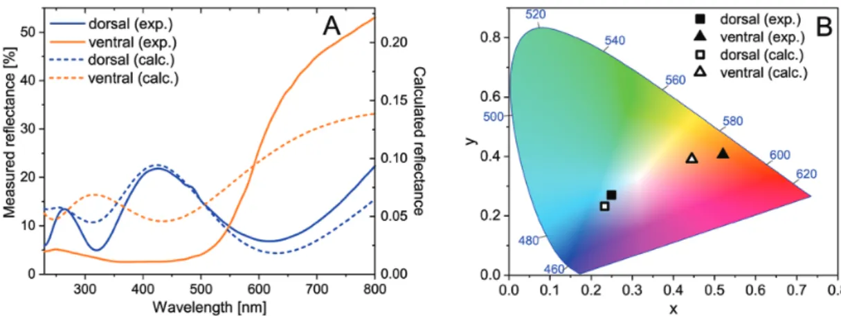 Fig. 7.  Perpendicular reflectance spectra measured on Mimeresia neavei blue (dorsal) and orange (ventral) wing surfaces and the calculated spectra (A), the  measured and calculated spectra represented in CIE chromaticity diagram (B).