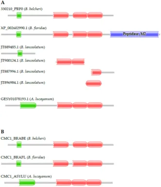 Figure 3. Genes  encoding proteins  with  domain architectures typical of vertebrate  calcium‐binding  mitochondrial carrier proteins are present in the genomes of B. belcheri, B. floridae, B. lanceolatum, and A. 
