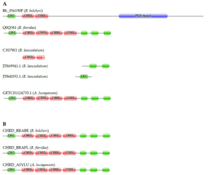 Figure 5. Chordin (CHRD) genes encoding proteins with domain architectures typical of vertebrate chordins are present in the genomes of B