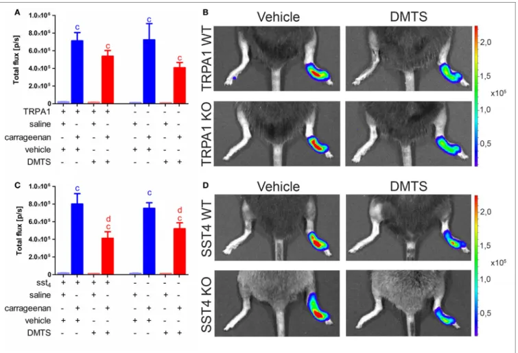 FigUre 6 | Dimethyl trisulfide (DMTS) administration (250 µmol/kg, i.p.) decreases myeloperoxidase (MPO) activity indicated by luminol bioluminescence in sst4  receptor WT and KO mice undergoing carrageenan-induced inflammation of the hind foot