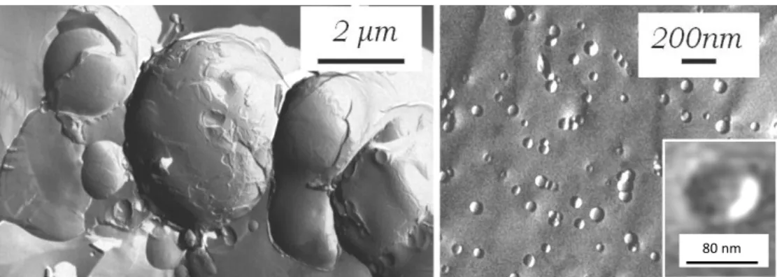 Fig.  1  Electron  micrographs  of  freeze-fractured  hydrated  vesicles  consisting  of  dipalmitoylphosphatidylcholine,  cholesterol  and  OMLA;  multilamellar  vesicles  before  extrusion (left), unilamellar vesicles after extrusion (right) 