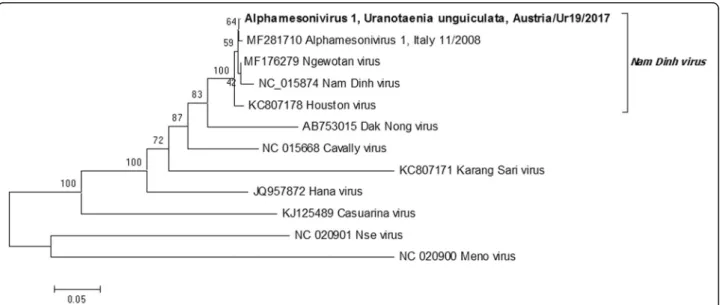 Fig. 2 Phylogenetic tree of the amino acid sequence of the putative spike protein (complete ORF2a) from selected species of Mesoniviridae, including a newly described isolate from Uranotaenia unguiculata in Austria (MH215275)