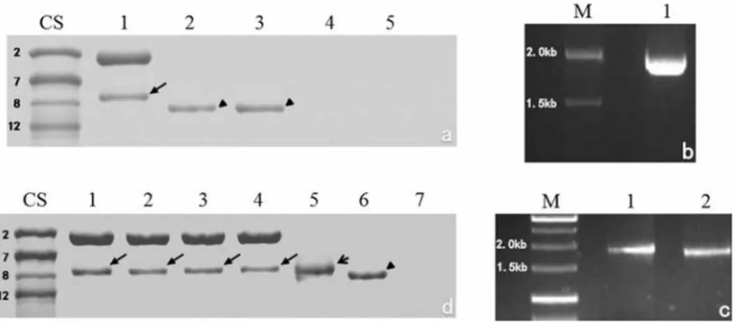 Figure 1. SDS-PAGE analysis and DNA amplification of 1Ay8.3 in Triticum monococcum ssp