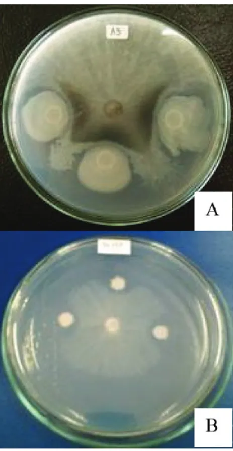 Fig. 2. Antifungal activity of the bacterial strain TN79 isolated from Thua Nao samples against  Lasiodiplodia theobromae CMUL using dual culture assay