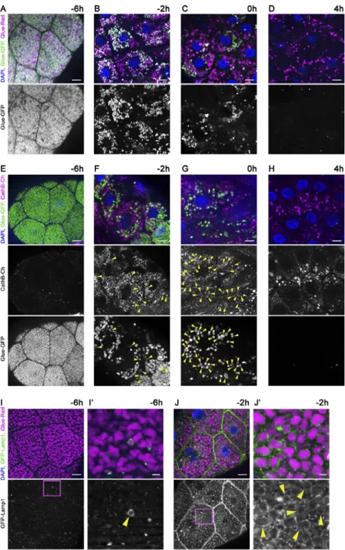 Figure 1.  Time course of developmentally  programmed crinophagy in Drosophila  sal-ivary gland cells