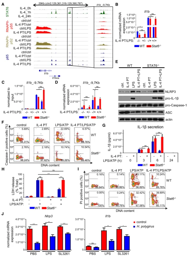 Figure 7. IL-4 Pretreatment Dampens the Inflammatory Response of Macrophages, Including Inflammasome Activation, IL-1 b Production, and Pyroptosis