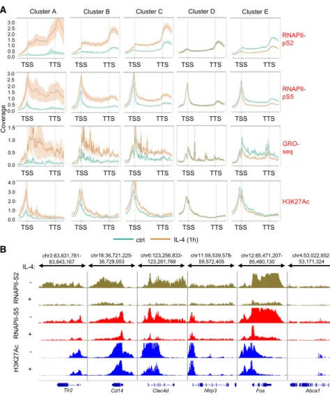 Figure 2. Changes in RNAPII and H3K27Ac Enrichments as well as Nascent RNA  Tran-scription Are Immediate Early Markers of IL-4-STAT6-Regulated Transcription (A) Metagene plot of RNAPII-pS5-, RNAPII-pS2-, and H3K27Ac-specific ChIP-seq enrichments and GRO-se