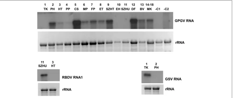 FIGURE 3 | Validation of the sRNA NGS by Northern blot hybridization for A/GPGV, B/RBDV RNA1, and C/GSV