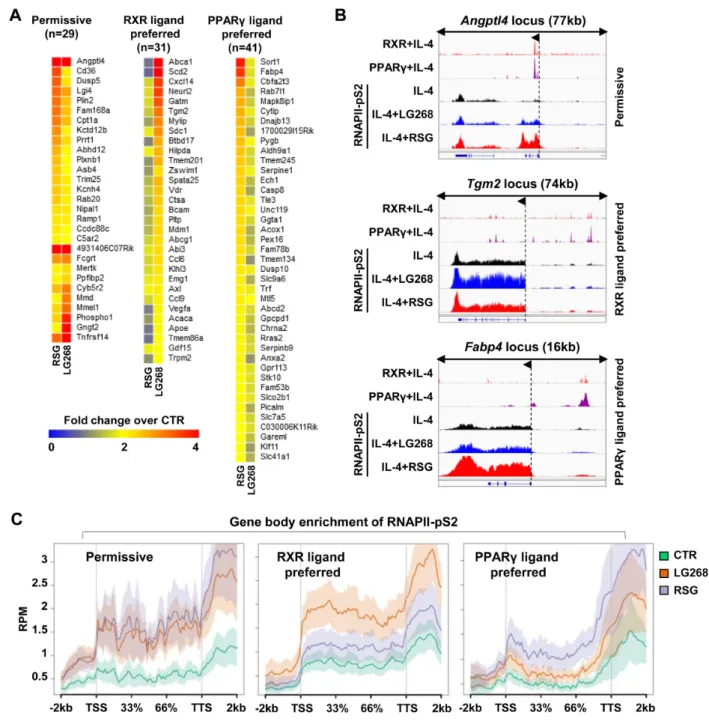 Figure 5. Characterization of the genome-wide effects of ligand-responsive PPAR ␥ :RXR heterodimers in IL-4-polarized macrophages