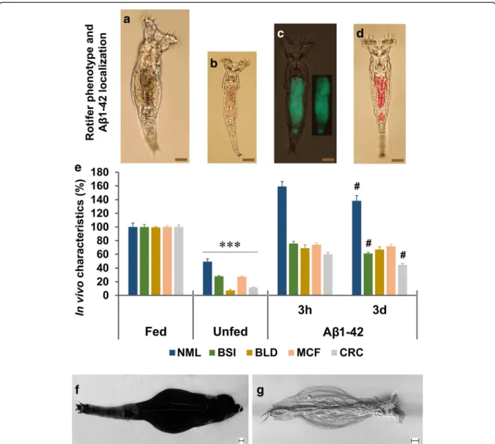 Fig. 1 Localization and demonstration of the beneficial effects of aggregated A β 1 – 42 on P