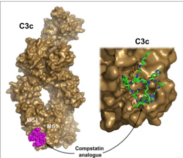 FiGURe 6 | C3c in complex with a compstatin analog. Compstatin, a cyclic  peptide, was developed by phage-display