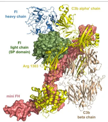 FiGURe 7 | Structure of the complex of C3b, mini factor H (FH), and factor I  (FI). Mini FH is a potential drug candidate