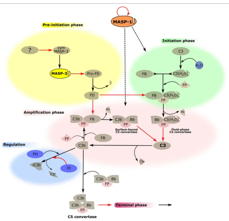 FiGURe 3 | MASP-1 and MASP-3 play roles in the activation of the alternative pathway (AP)