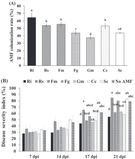 Fig. 1. Arbuscular mycorrhizal fungi (AMF) colonization rate (A) after 10 weeks of growth and disease  severity index (DSI) (B) in arbuscular mycorrhizal (AM) and non-AM tomato plants at 7, 14, 17, 21 days  post inoculation of Cmm (dpi)