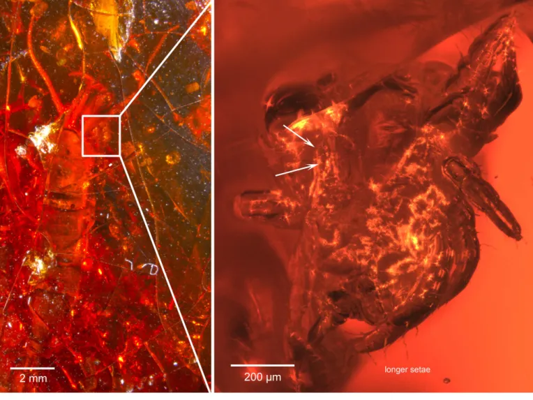Figure 1 MB.A.1634, the presumed holotype of Sejus bdelloides from Eocene Baltic amber; at present the only fossil assigned to the suborder Sejida within the Mesostigmata