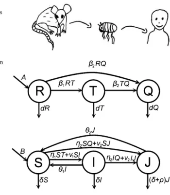 Fig. 1 The pathogen can jump from rodents to humans via ectoparasites. Figure: