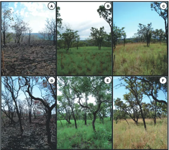 Figure 1. Plots monitored in the cerrado típico (bottom) and cerrado ralo (upper), one week (A and D, respectively),  four months (B and E) and 11 months after fire disturbance (C and F)