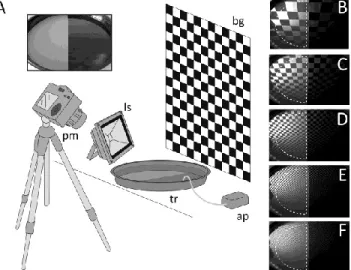 Fig. 1. (A) Schematic diagram of the experimental setup: bg, checkered  black and white background; tr, plastic tray filled with water; ls, LED  light  source  illuminating  the  background;  pm,  polarimeter;  ap,  air  pump